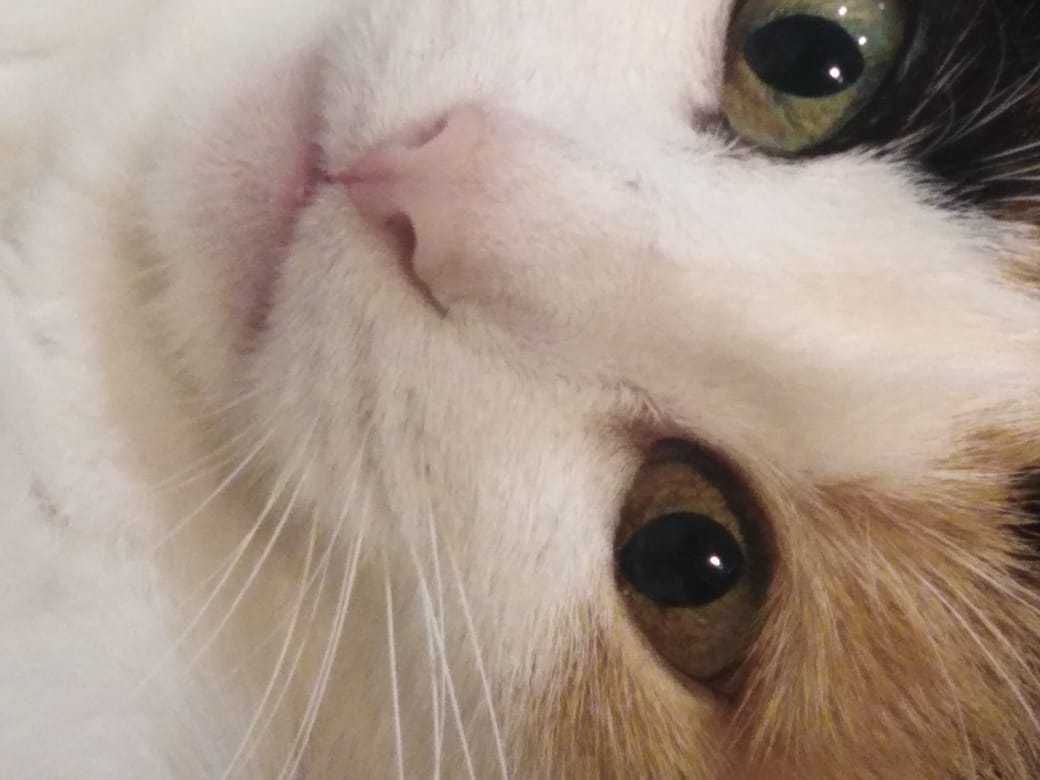 _Yumy_chan_'s tweet photo. @psycho__cats Люблю её, но она не любит фотографироваться https://t.co/U2fc2BthGw