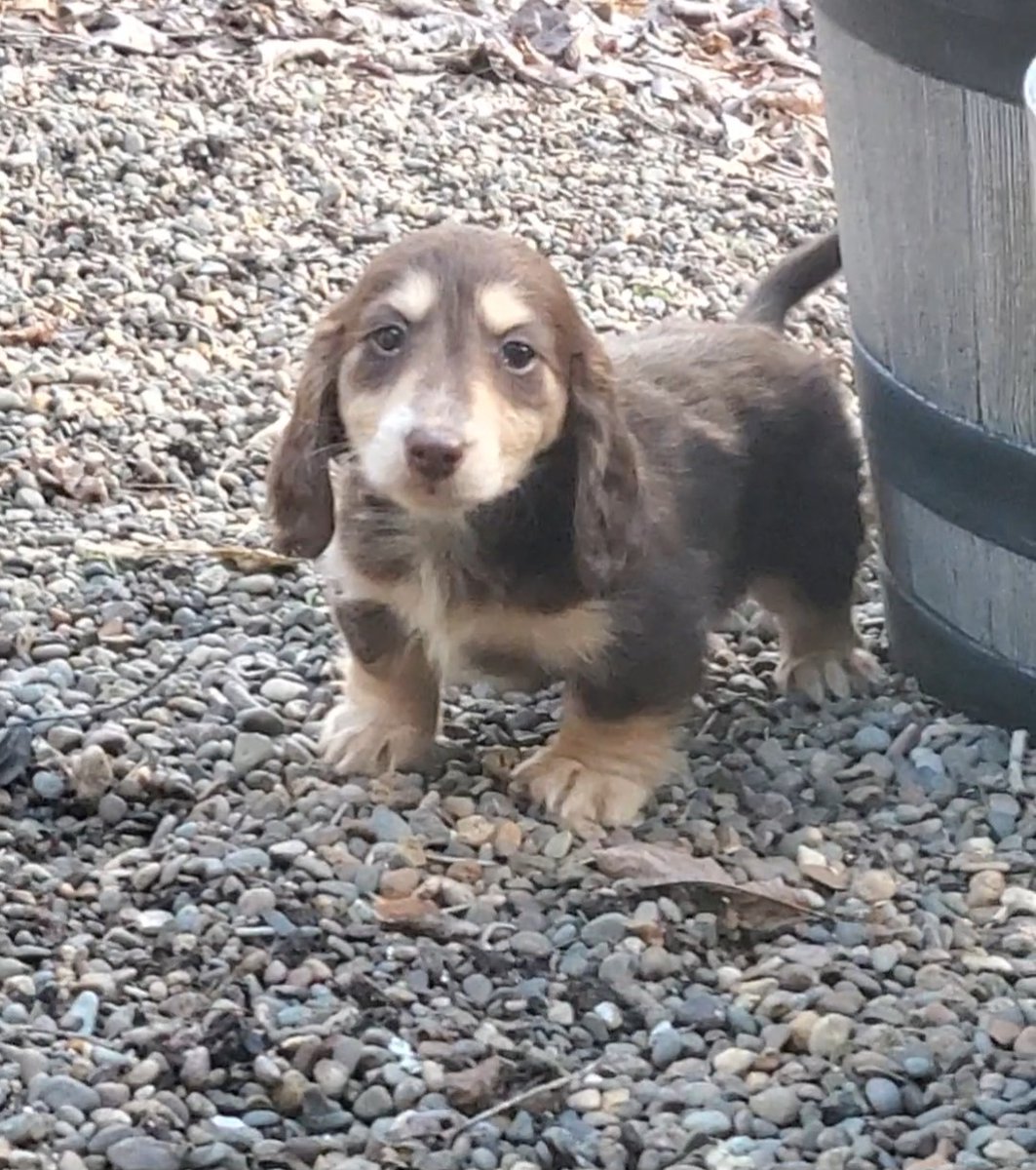 thundrio's tweet photo. Parents got a new dog today and they named her Sabbi, after the GOAT @sabrina_i20 #goducks https://t.co/bYNI3Mjvu2