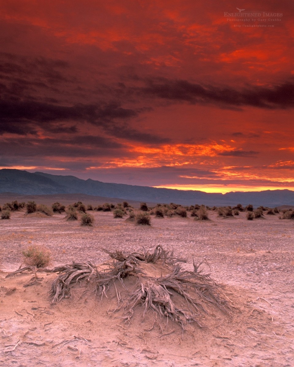 From the Archives: A stormy sunset over Devils Cornfield at Death Valley National Park, California. 

More Death Valley photos: enlightphoto.com/pictures-death…

#california #deathvalley #nationalparks #landscapephotography #filmphotography