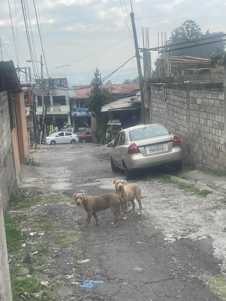 LoreBarragn1's tweet photo. @UBA_Quito @MunicipioQuito @santiguarderas @Sciudadanosuio https://t.co/9kSak5YkE6