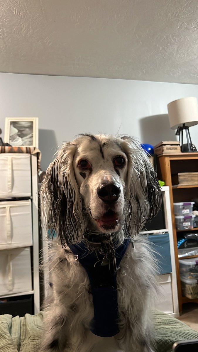 bpreece24's tweet image. This nearly 13-year-old man, who has NEVER caught anything in his life, just caught a piece of string cheese.

It was a momentous occasion my wife and I literally shouted in celebration over. #SetterLife