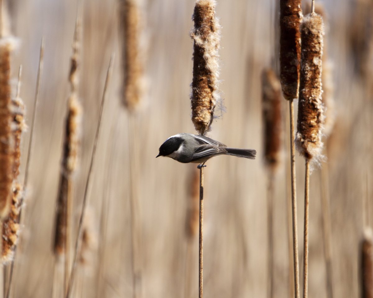 sepolster's tweet photo. Chickadee-dee-dee 🎶 @ROMtoronto &amp; #ROMwpyON https://t.co/fwXb8rzb8d