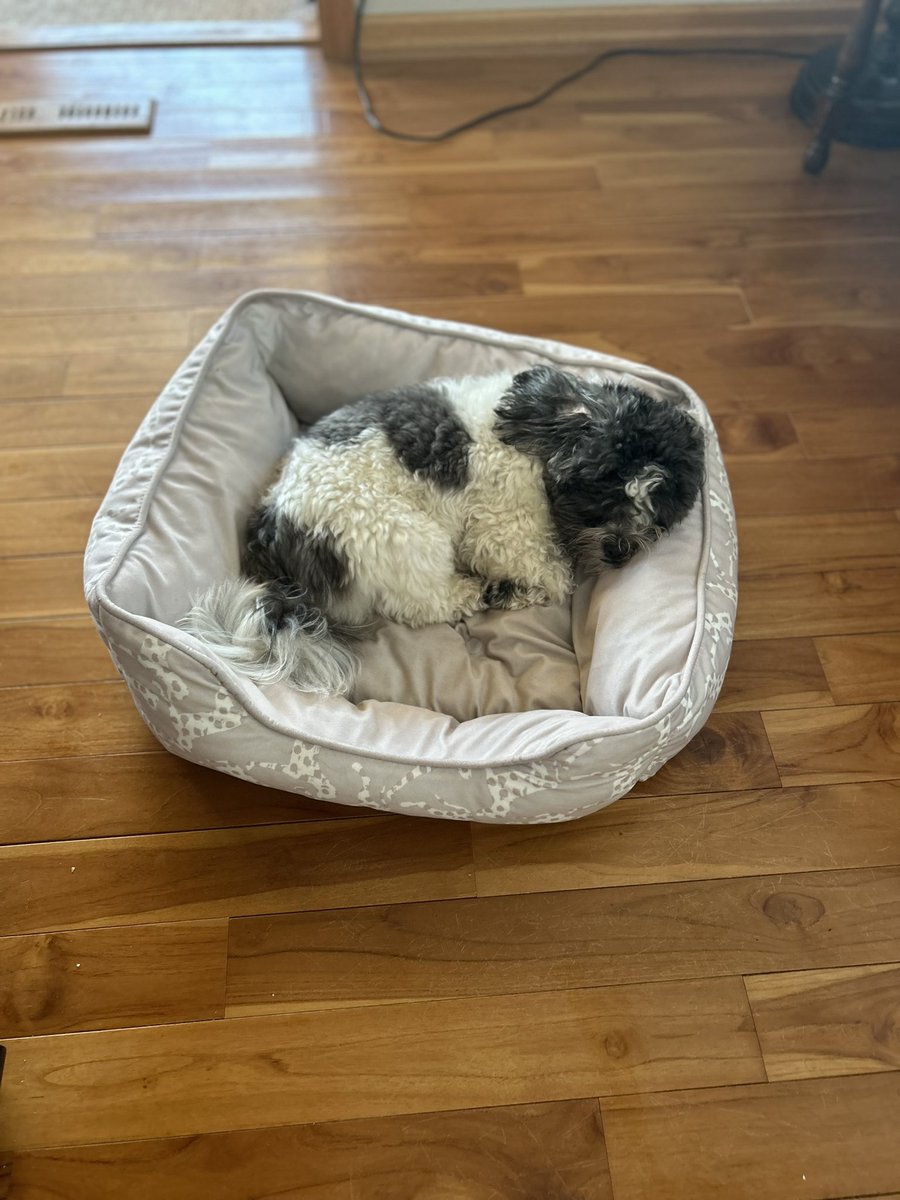 jjunieb's tweet photo. @bunsenbernerbmd 3 dogs! https://t.co/KNyRdUDwFU