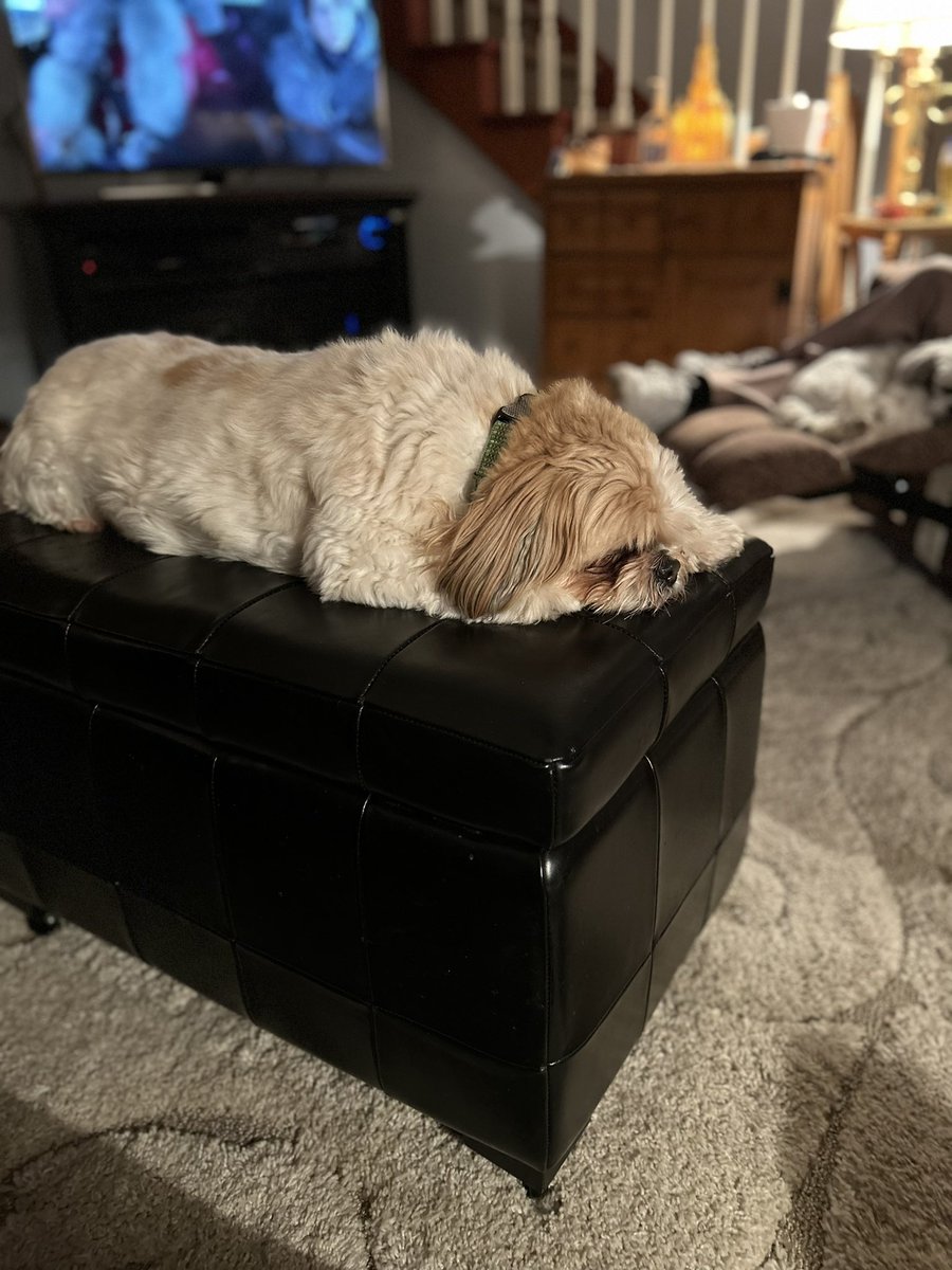 jjunieb's tweet photo. @bunsenbernerbmd 3 dogs! https://t.co/KNyRdUDwFU