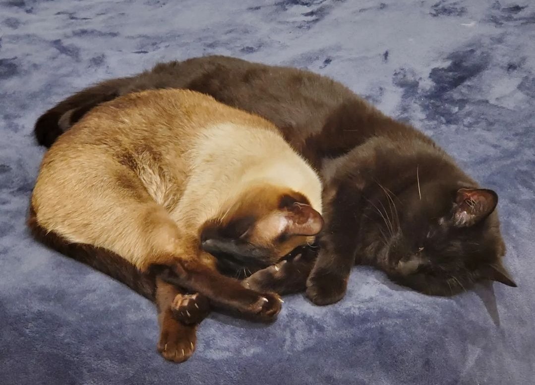 RubberRoss tweet media