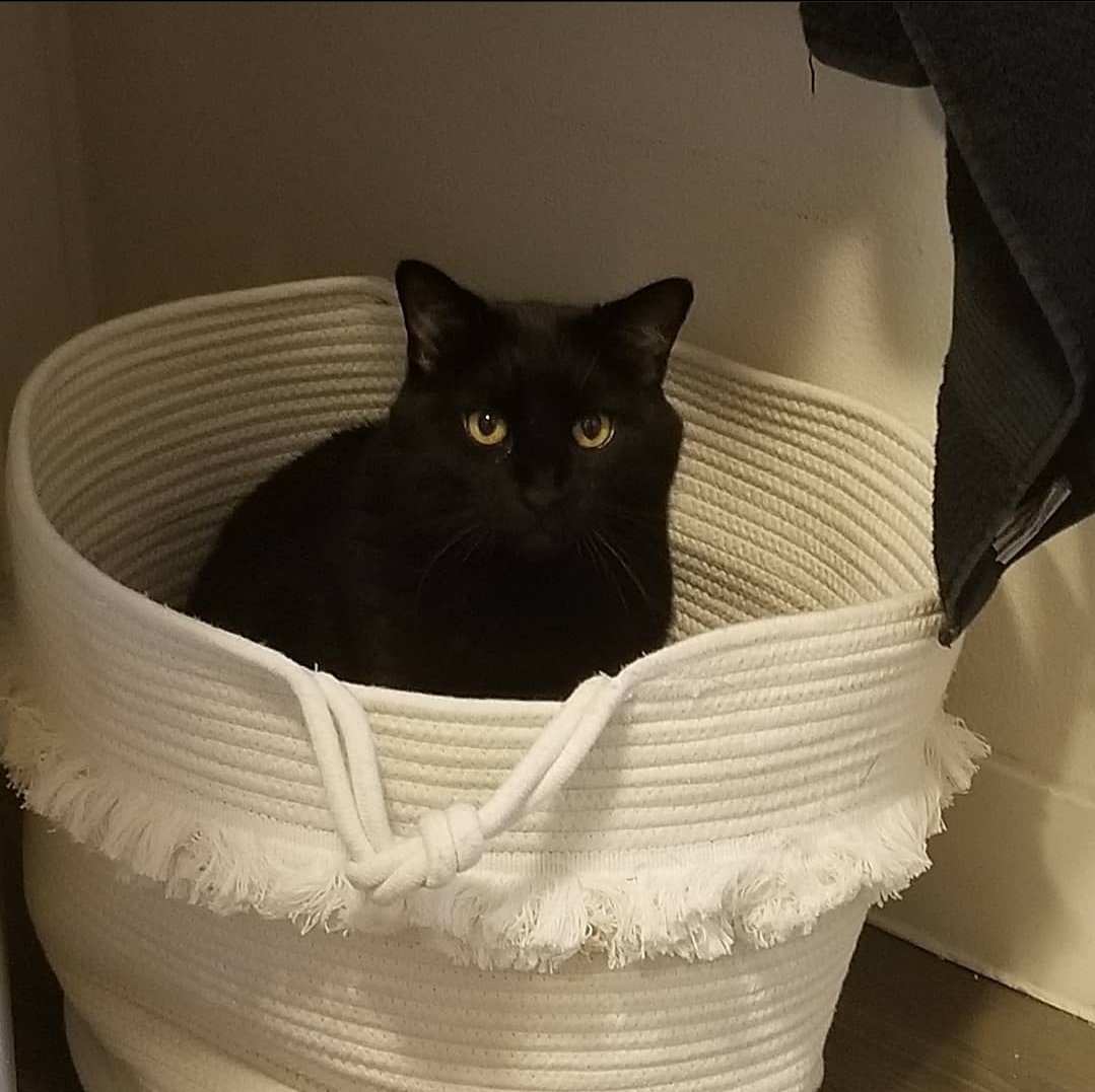 RubberRoss tweet media