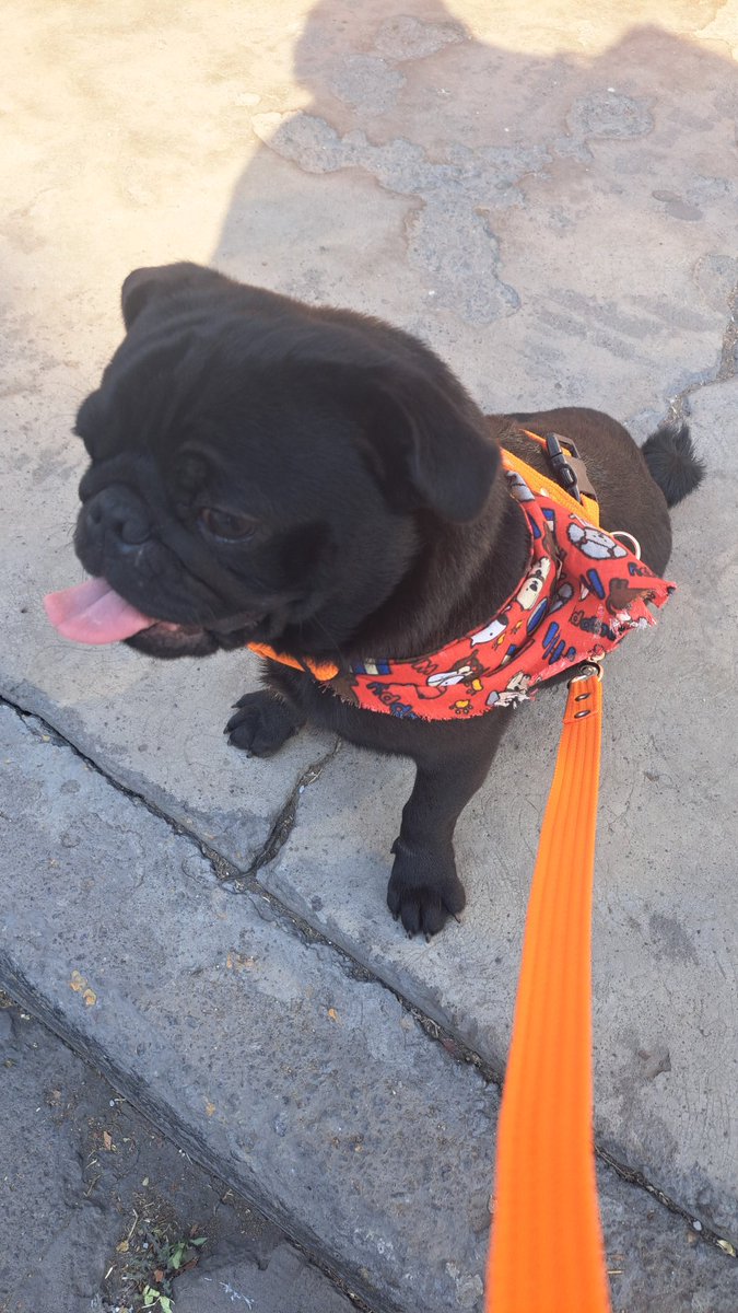 trans Yucatán tweet media