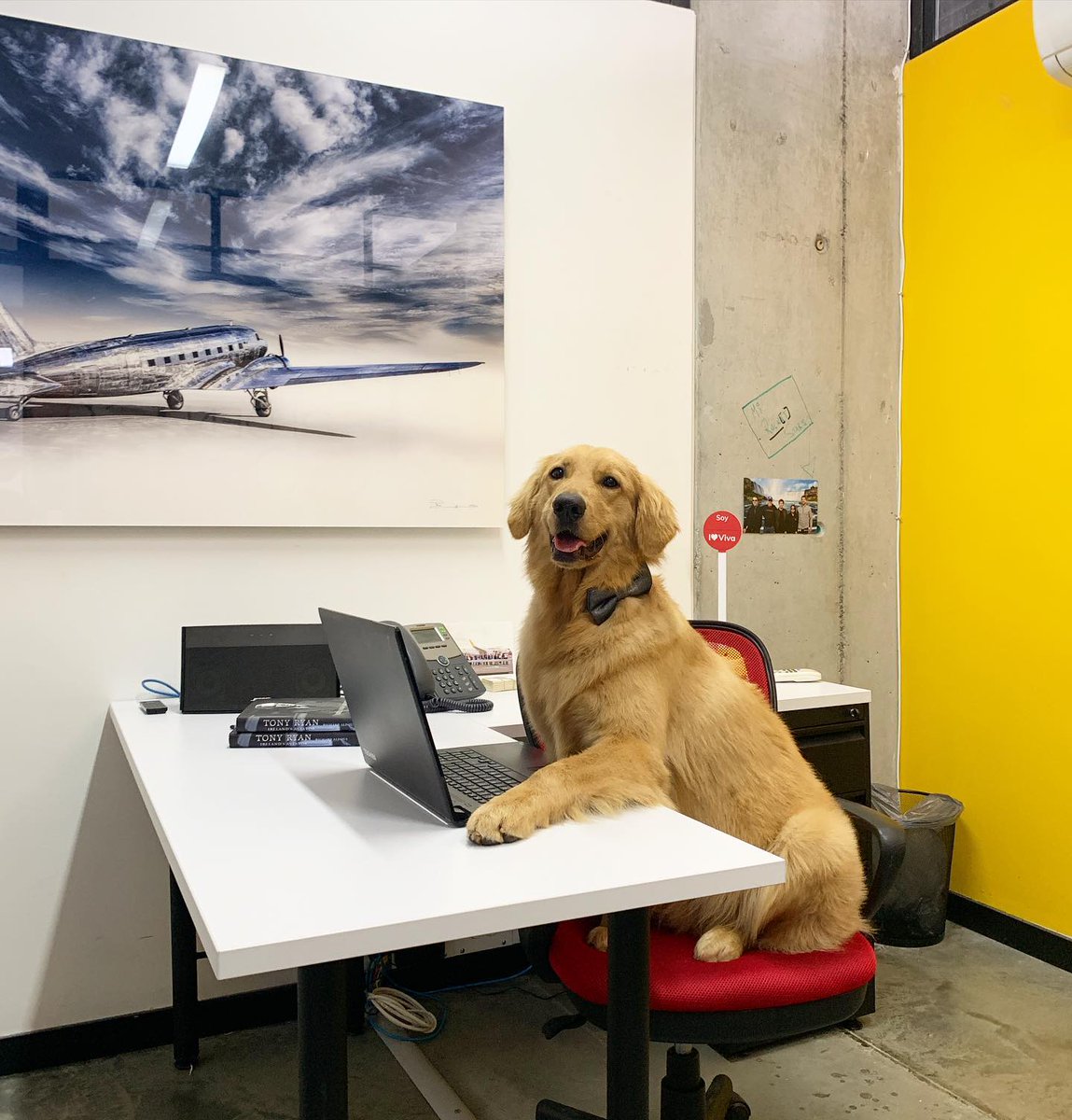 Kennytovar's tweet photo. Lo único que me preocupa de lo de Viva Air es que Waffles se va a quedar sin trabajo. 😭 https://t.co/R8Rlmz9l3R