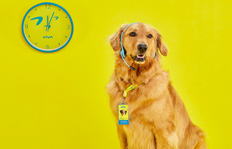 Kennytovar's tweet photo. Lo único que me preocupa de lo de Viva Air es que Waffles se va a quedar sin trabajo. 😭 https://t.co/R8Rlmz9l3R