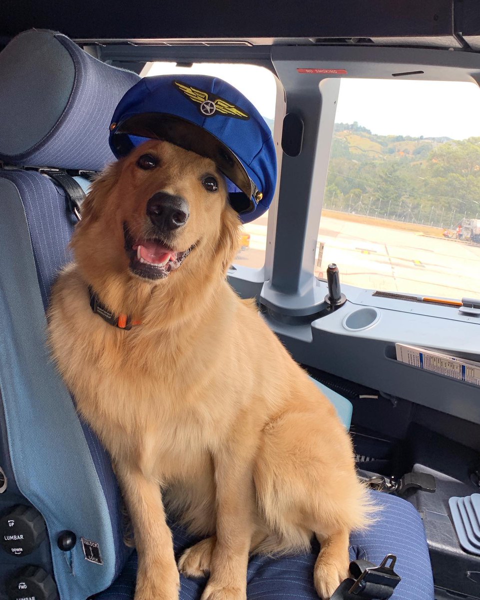 Kennytovar's tweet photo. Lo único que me preocupa de lo de Viva Air es que Waffles se va a quedar sin trabajo. 😭 https://t.co/R8Rlmz9l3R