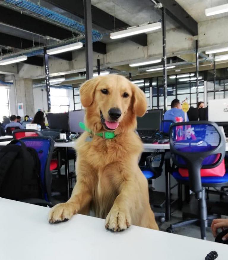 Kennytovar's tweet photo. Lo único que me preocupa de lo de Viva Air es que Waffles se va a quedar sin trabajo. 😭 https://t.co/R8Rlmz9l3R