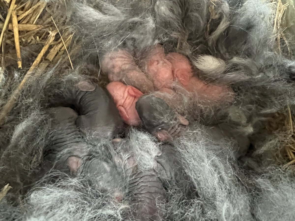 Babies!!! We have baby rabbits. 2 litters born today to proud mamas: Ash and Midnight.🐰16 little bits total. #rabbit #bunny #farm