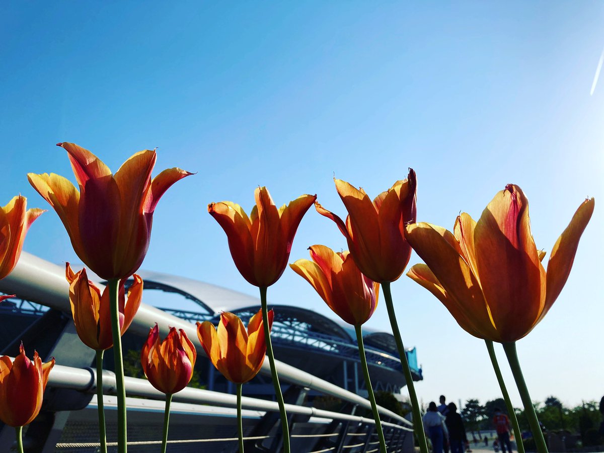 つなし～@どうすんのかな新潟 tweet media