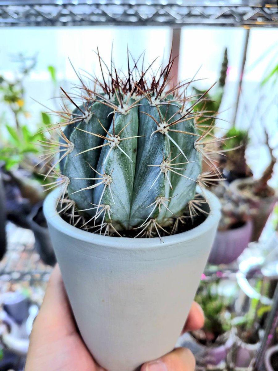 drybizarre's tweet photo. Melocactus azureus
アズレウス柱を昨年、ドライガーデンで枯らしてしまい青色欲しさに新たに迎えたメロカクタス アズレウス
メロと言えばあの立派な花座
まだまだ先だろうな~
#メロカクタス
#Melocactus
#サボテン https://t.co/WbIVZk5gSJ