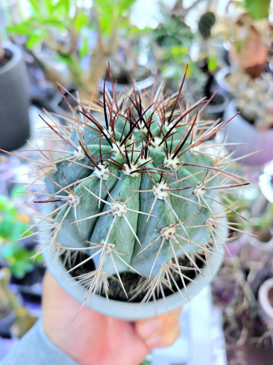 drybizarre's tweet photo. Melocactus azureus
アズレウス柱を昨年、ドライガーデンで枯らしてしまい青色欲しさに新たに迎えたメロカクタス アズレウス
メロと言えばあの立派な花座
まだまだ先だろうな~
#メロカクタス
#Melocactus
#サボテン https://t.co/WbIVZk5gSJ