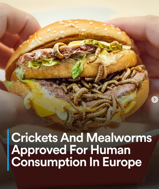 herculesfood_co's tweet photo. repost: @plantbasednews The European Commission has approved two more varieties of insect proteins for human consumption! House crickets and lesser mealworm larvae are now both allowed to be sold as "novel foods" within the EU
#entovegan #bugs #altprotein #insectmeat #insects https://t.co/1uxY63kWdy
