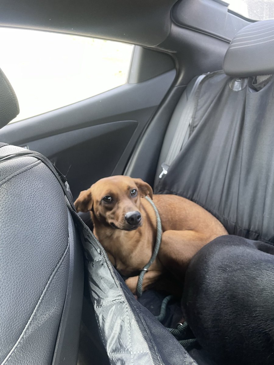 MitchRuibal's tweet photo. These two are now spayed, microchipped, and fully vaccinated. Ready for their forever homes! https://t.co/P14y1VDqHD