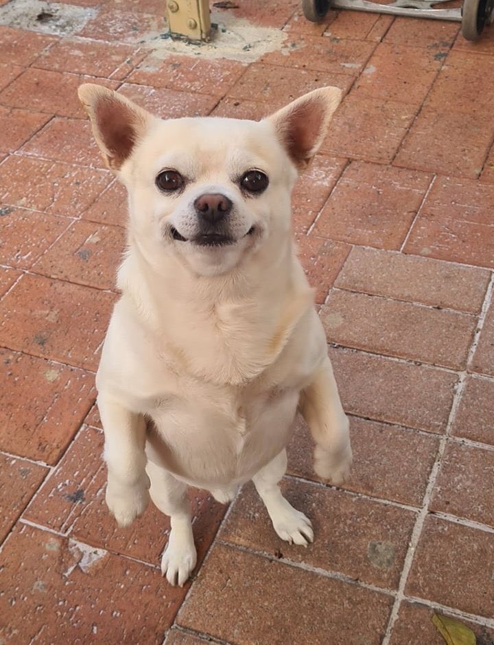 thecoochiedog's tweet photo. https://t.co/zOQVnG8VAk