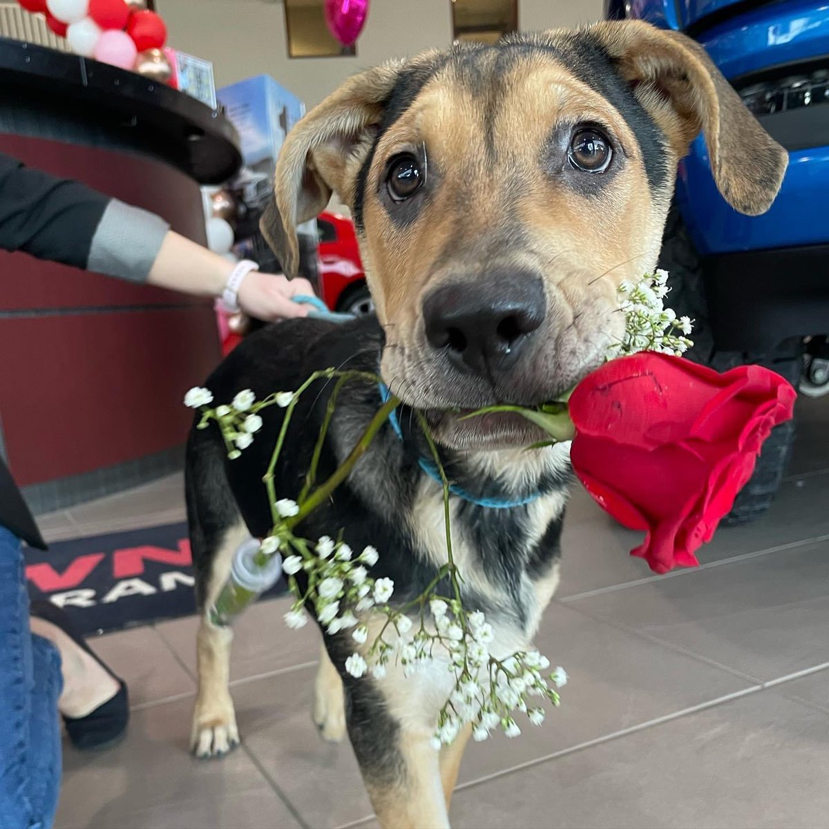 SaraSmrh's tweet photo. Adorable Titan is still looking for his forever home. Message me if you’re interested in learning more about him. https://t.co/5jWVdWOkbO