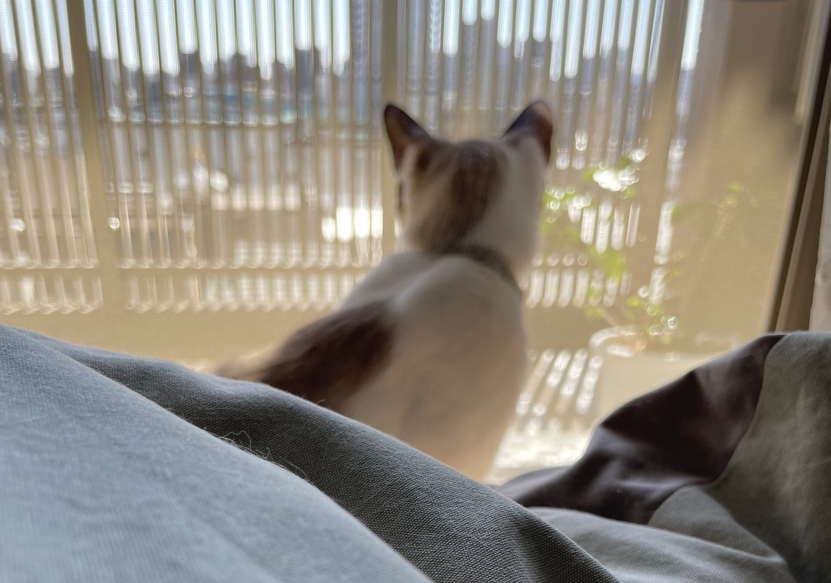 delthoma's tweet photo. 春が来たみたい🌸

#子猫 #保護猫 #0歳猫　
#猫と暮らす　#猫のいる風景 https://t.co/tD252QRGpu