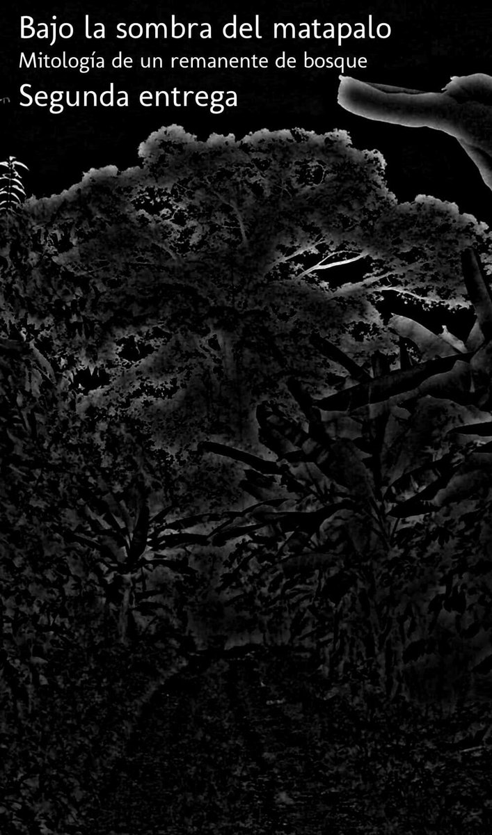 gabytama's tweet photo. Te traemos la segunda 🚙 entrega de Bajo la sombra del matapalo 🌳, mitología de un remanente de bosque 🌳🌳🌳. Una audiohistoria 📚 🎧 por entregas. Un fragmento cada semana. Escúchala aquí https://t.co/qLn8keKimK 
#audiobook #audiolibro 
 #suspenso #literatura #relatoscortos https://t.co/TlmKioXuXU