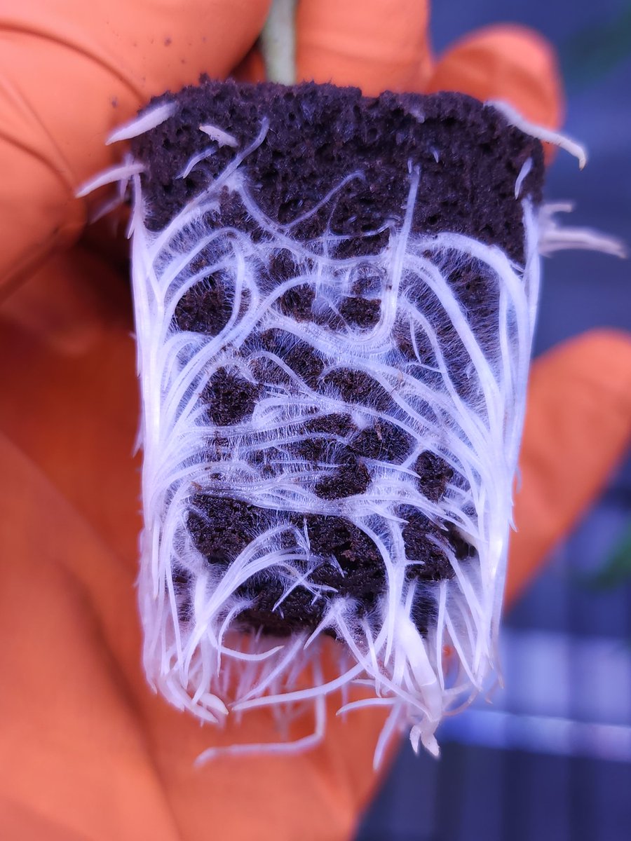 Farmerboy Jakir 👨🏾🌾 tweet media