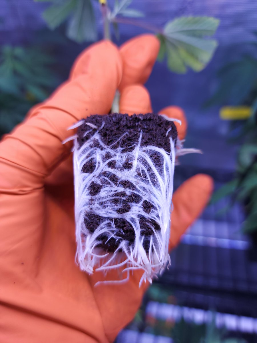 Farmerboy Jakir 👨🏾🌾 tweet media