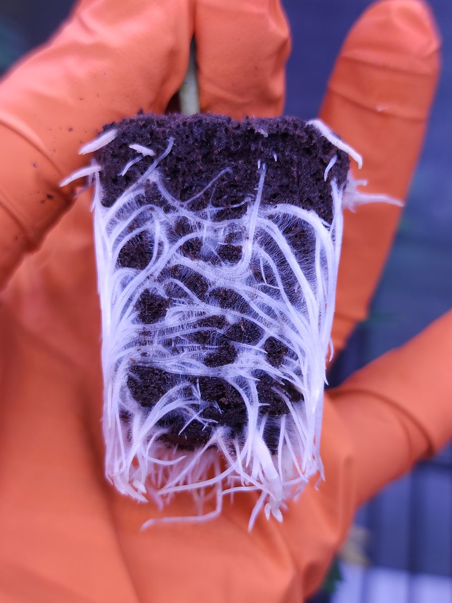 Farmerboy Jakir 👨🏾🌾 tweet media