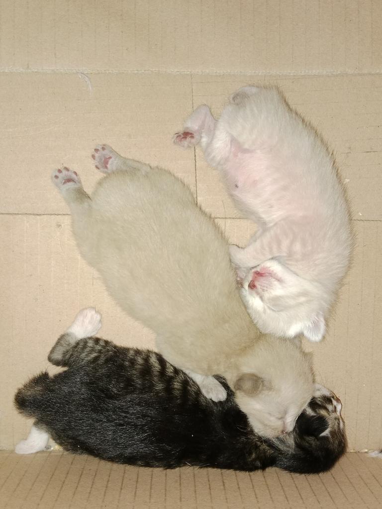 🐈 perasaan ga melihara dugong tp kok tbtb ada bayi dugong sih🥹