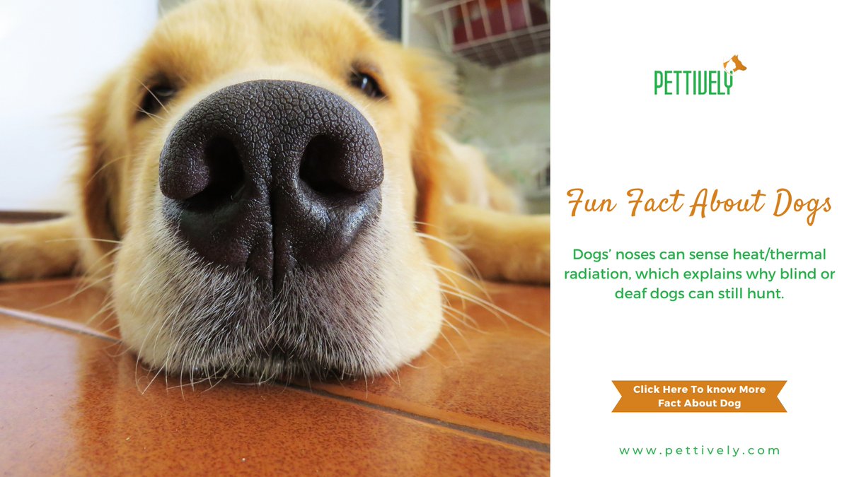 pettively's tweet photo. Fun Fact About Dogs
—Dogs’ noses can sense heat/thermal radiation, which explains why blind or deaf dogs can still hunt. 

https://t.co/Wz3YoFNcR6

#Pettively #PetLifestyle #PetLove #PetCare #PetHealth #AdoptDontShop #RescuePets #PetParents #FurBabies #PetCommunity #PetFashion https://t.co/To3Cri0kQk