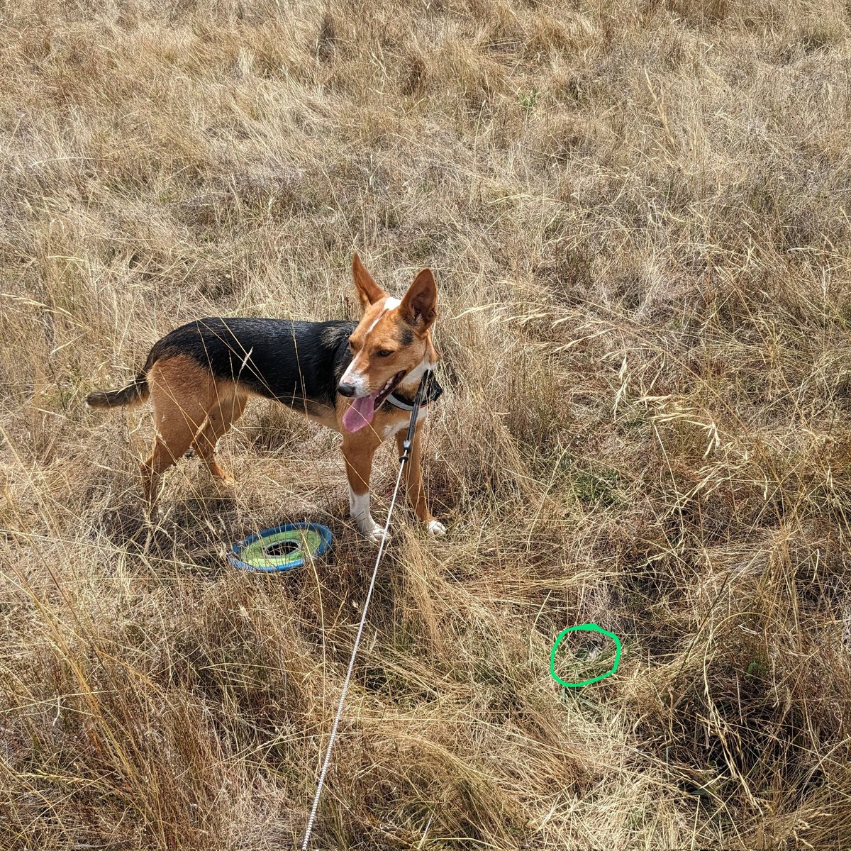 shobird's tweet photo. @SkylosEcology Amazing! Here is Koda with our transmitter retrieval from today. I couldn't do it without her and even then it's more obvious than a dessicated bat! https://t.co/oE5vY3y8Wr