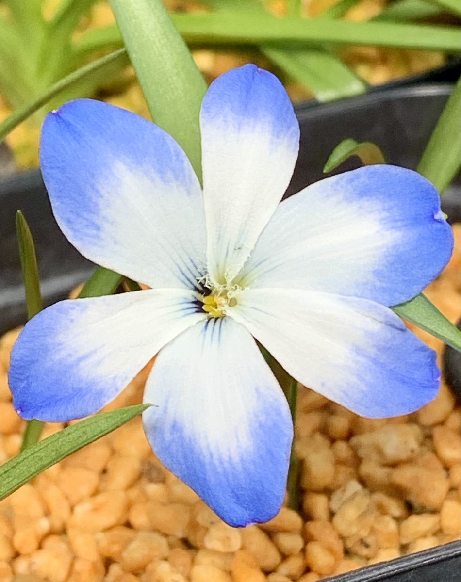 uWoSSLbi6kaaqwP's tweet photo. テコフィレア咲いてます。青と白のコントラストが美しい花🌿
#Leichtlinii #cyanocrocus https://t.co/rS2glYhZ6o