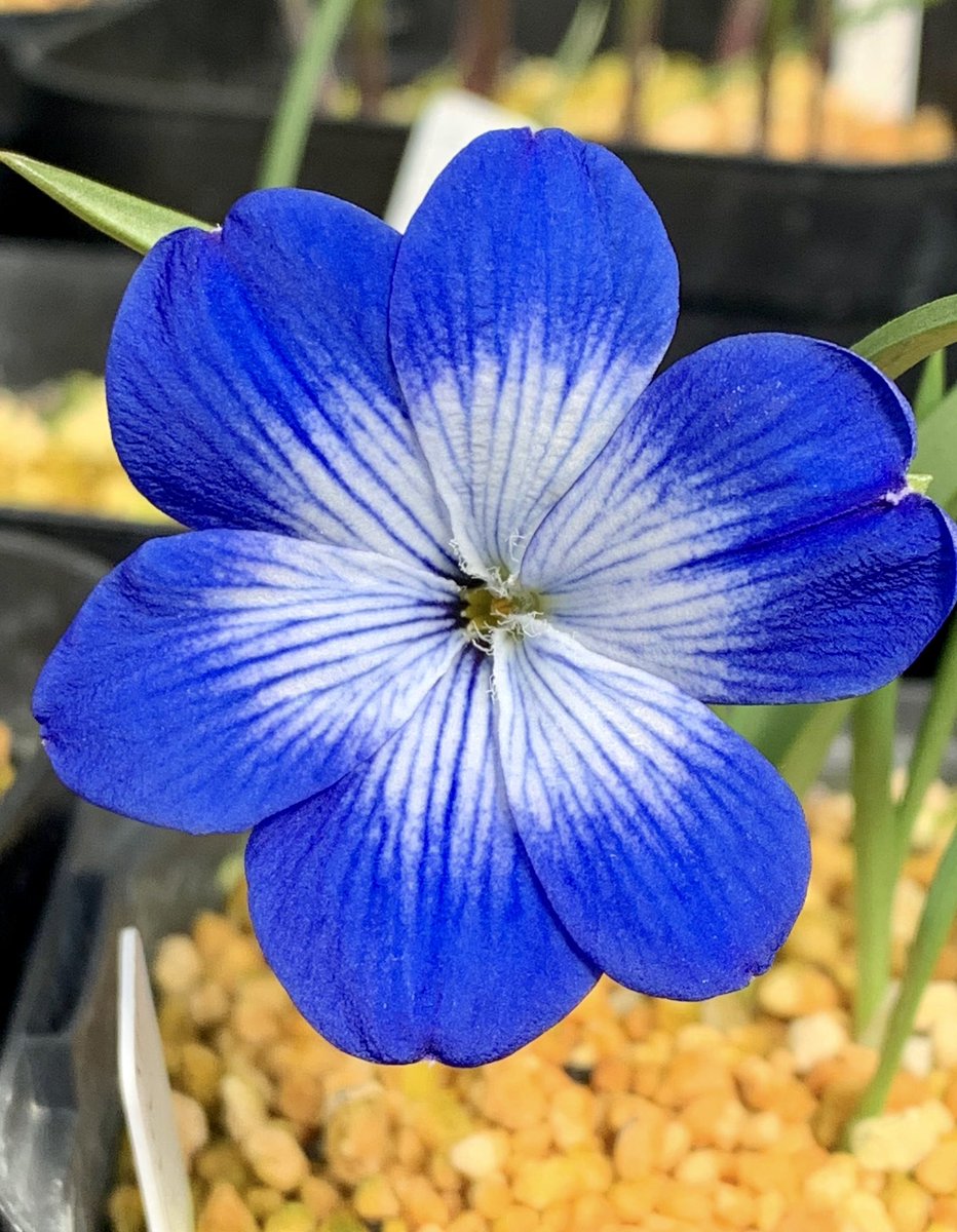 uWoSSLbi6kaaqwP's tweet photo. テコフィレア咲いてます。青と白のコントラストが美しい花🌿
#Leichtlinii #cyanocrocus https://t.co/rS2glYhZ6o