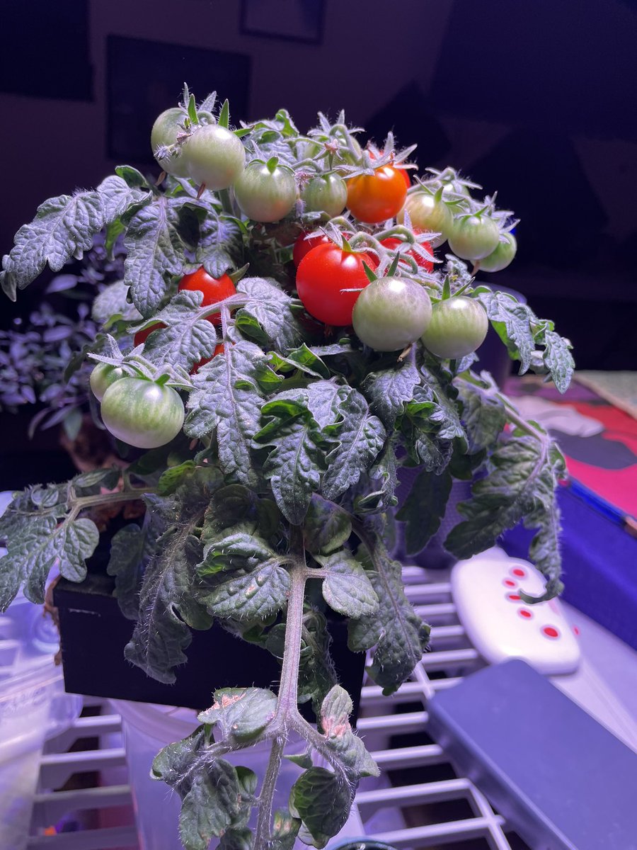 Jacob Torres (@jacobikaros) on Twitter photo It’s so much fun to grow along with NASA as they grow plants in space. Veg-05 is growing Red Robin tomatoes 🍅 so I/we are too! 😃you should grow along too! #spacetomatochallenge <a href="/TheSpaceChileG1/">The Space Chile Grow a Pepper Plant Challenge</a> 🌶️🍅🚀🚀🌶️🚀🍅🍅🌱🌱🌱🚀 It’s so much fun to grow along with NASA as they grow plants in space. Veg-05 is growing Red Robin tomatoes 🍅 so I/we are too! 😃you should grow along too! #spacetomatochallenge <a href="/TheSpaceChileG1/">The Space Chile Grow a Pepper Plant Challenge</a> 🌶️🍅🚀🚀🌶️🚀🍅🍅🌱🌱🌱🚀