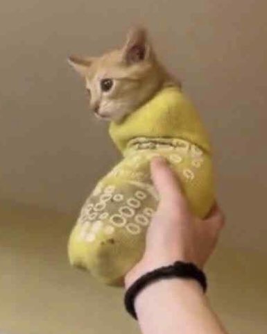 thecoochiedog's tweet photo. The second coming has been captured. https://t.co/vIpSzdqf5u