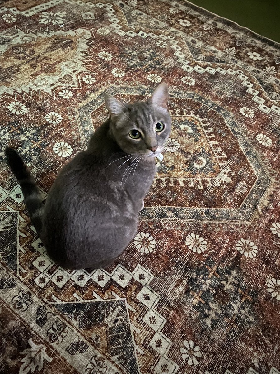 adrahayward's tweet photo. @SAghdashloo I was told I should introduce you to Jules Pierre Meow. We saved him from a life on the streets with my niece who is a drug addict. She had named him Pierre. I couldn’t help but name him Jules Pierre Meow. 

No Protomolecule, just obsessed with my fishtanks! https://t.co/YkKVFnA30T