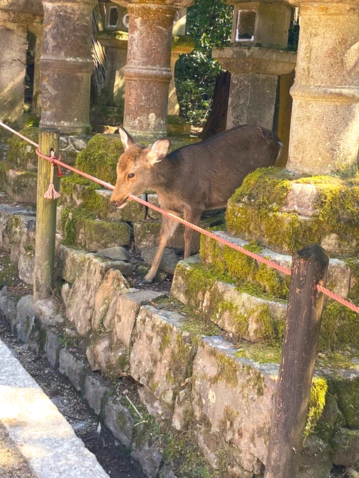 Nara  