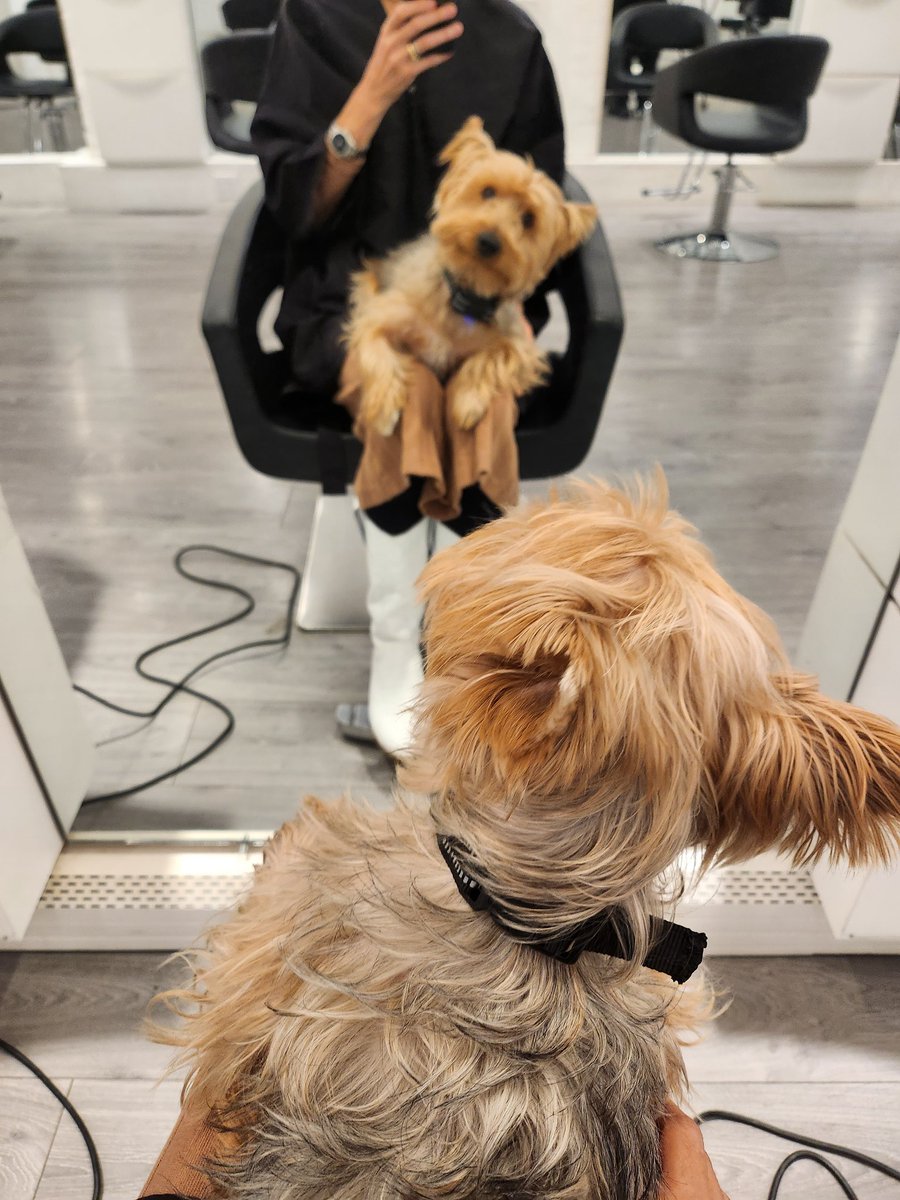 Getting a haircut CEO Woofa style! With my new best friend 
@aereasalonnyc #dogsofwoofa #woofa #dogsofinstagram #doghaircut #newyork #Manhattan #flatiron #dogsofnyc #terrier #fluffydog #cutedogs #dogsoftwitter
