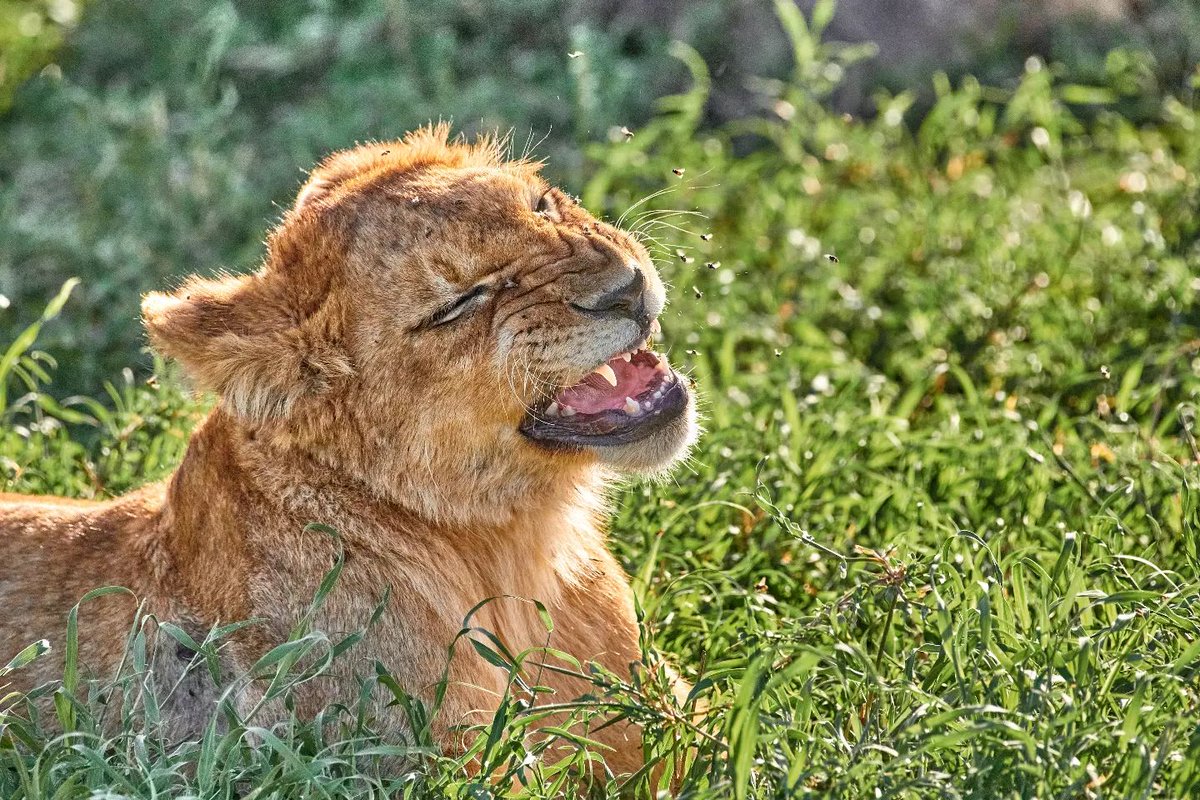 bownaankamal's tweet photo. If you think I am laughing you are wrongโฆ๐ฅต | Serengeti | Tanzania
#felinesrealm #splendid_animals #naturelovers #bownaankamal #lion #africanlionsafari #nikon #biosapiens #serengeti #nifhivefeature #jawsafrica #lonelyplanet #bigcatsanctuary #tanzaniaunforgettable https://t.co/kgfBArxfad