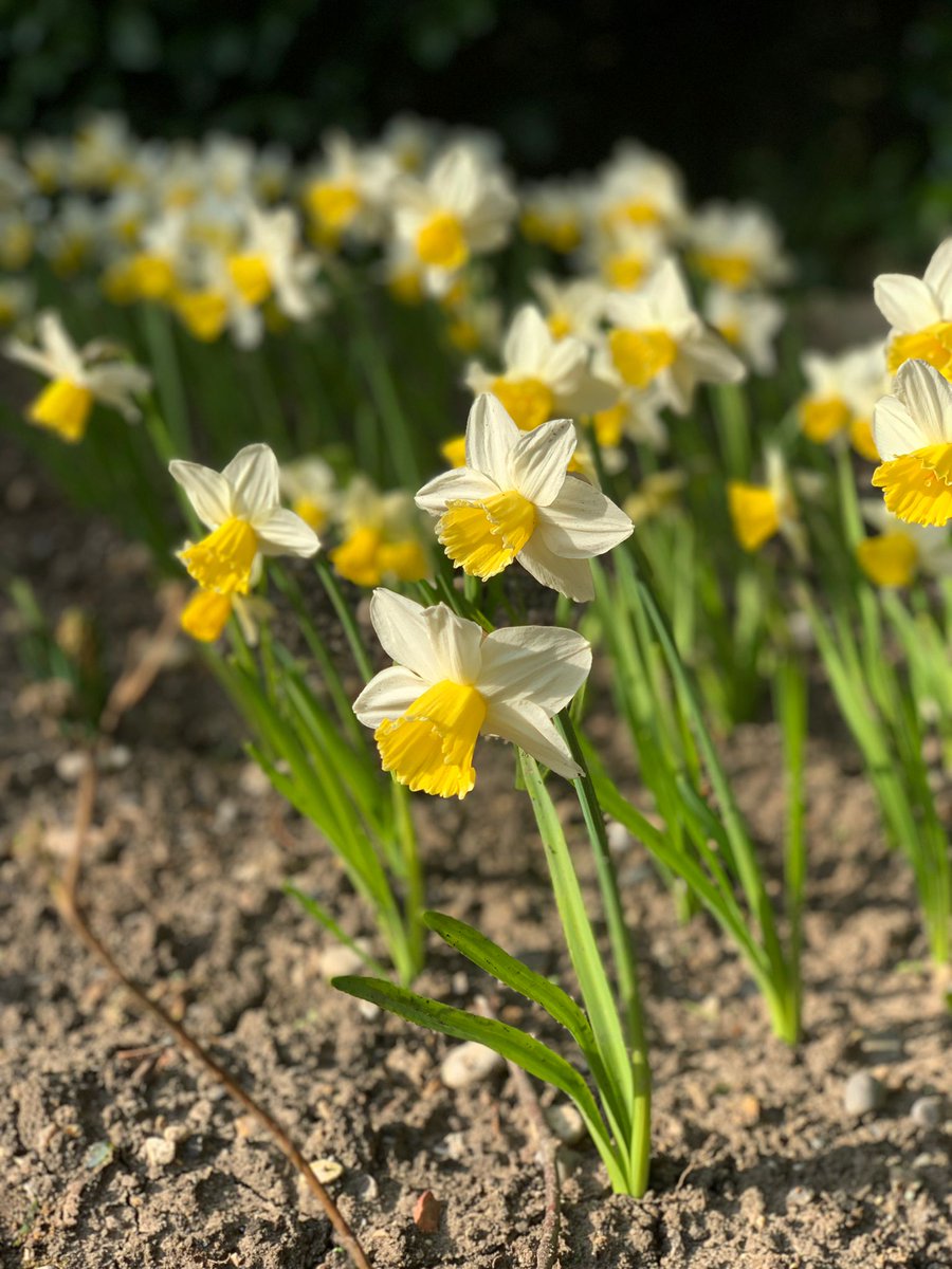 grimsdyke_hotel's tweet photo. Spring is just around the corner 🌼
If you’re thinking of preparing your garden and like us, planning on a good harvest of home grown vegetables, read our latest blog for tips and ideas 🌱
https://t.co/q94pY5nQD9☺️
#springtimegardening #springisonitsway #hotelgarden https://t.co/i7AJj6npJj