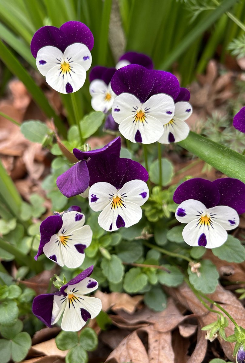 タング🌿😃 on Twitter "RT ilenagm The violas have really been pretty this
