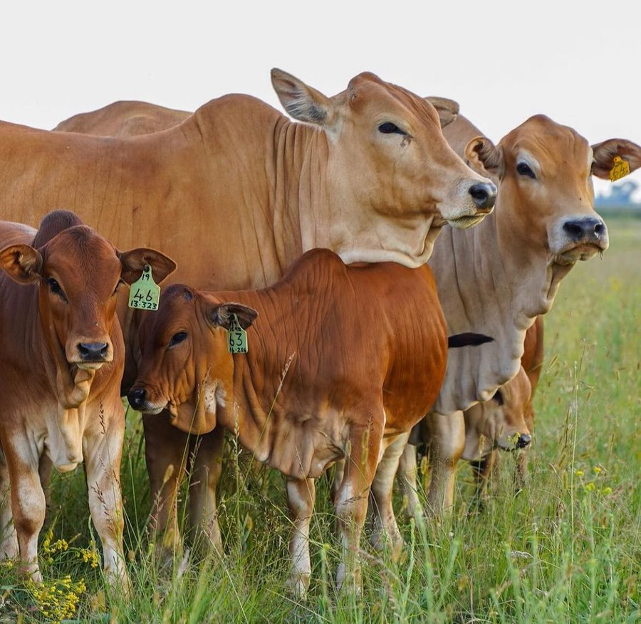 ModernAgUpdates's tweet photo. Write yes in Comment if you love cows. 
#livestock #farming https://t.co/zwZHBV9GTe