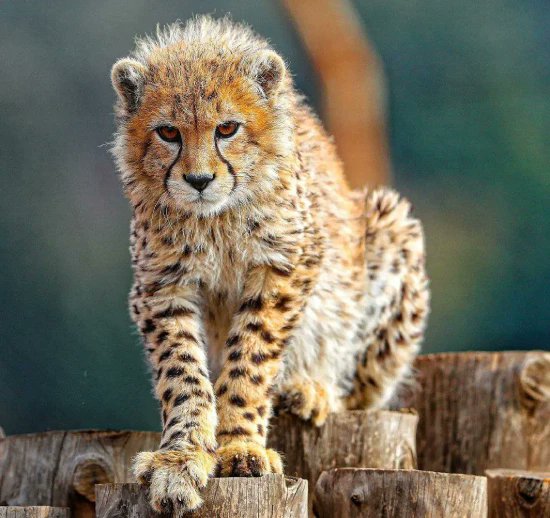 یک ملت بغض دارد،غمگین از دست دادن #پیروز 

پیروز رفت ولی
آنچه ده‌ها نهاد فرهنگی بامیلیاردها #بودجه تاکنون قدم موثری برایش برنداشتند،پیروز در10ماه انجام داد و آن،#مطالبه‌گری ازحکومت درنگهداشت #محیط‌زیست و متوجه شدن ارزشمندی زیست بوم ایران بود
آنچه پسر ایران شکل داد،فراموش نکنیم!