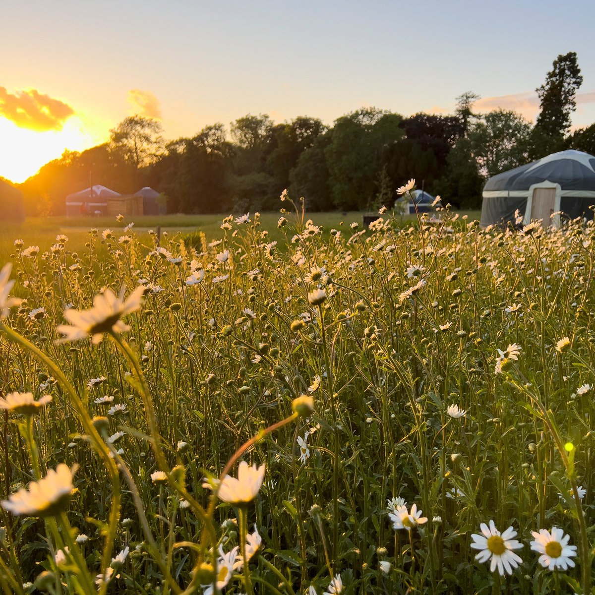 Wild Meadow is perfectly placed for exploring all that Norfolk has to offer. Why not visit us for a break this Easter? wildmeadowglampingnorfolk.co.uk/post/easter-at…