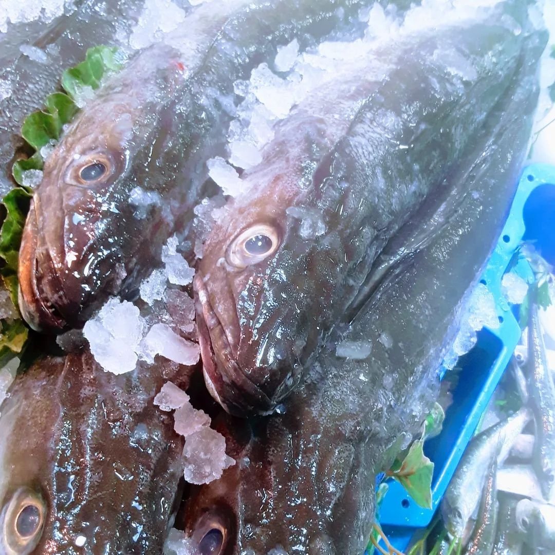 VilaFem's tweet image. Peix i marisc Anna. Qualitat i proximitat #peix #marisc #martorell #martorellvila #comerç #km0 #baixllobregat