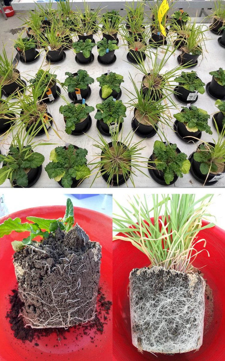 The strength of plant-soil feedback changes with plant growth. Our new paper led by Katja Steinauer in @PlantCellEnvir shows that this is most likely due to shifts in root exudate richness and shifts in rhizosphere microbiomes as a plant grows. onlinelibrary.wiley.com/doi/full/10.11…