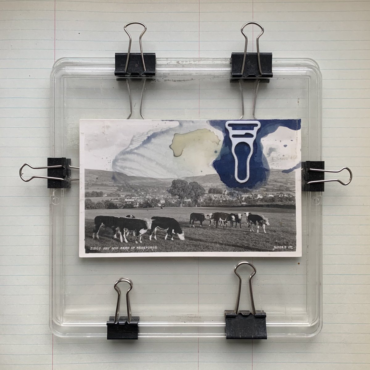 lumilyon's tweet image. Grave Good (2020) Hollyhock emulsion #Anthotype in process. Suspender clip printing on a postcard of Herefordshire Cattle at Ross on Wye, my deceased aunt’s belongings 
#NaturalMagic #vernaculararchives #alternativephotography #Womenshistory ⁦@bodleianlibs⁩