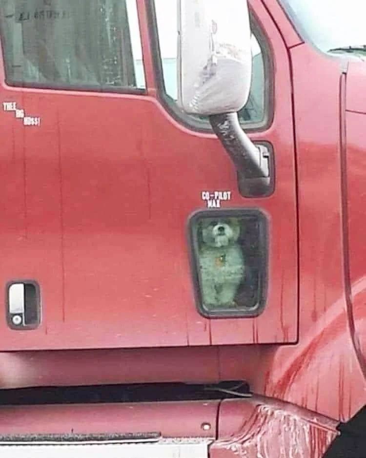 Djole_dog's tweet photo. Čovek vozi kamion i stalno je na putu, a ne želi da ostavlja svog voljenog psa Maxa.❤️ Zato on ide stalno sa njim kao kopilot! 😁 I ima svoj prozor, specijalno napravljen za njega, da uživa u pogledu i oduševljava sve koji ih vide. 😉🍀🥰
#djoledog #lovedog #loveyourdog https://t.co/Peo5XhDYaQ