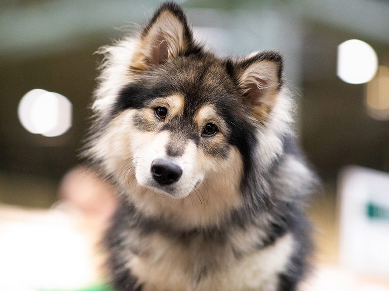 Dog_F_Scene's tweet photo. Calling all dog lovers! The world-famous Crufts Dog Show is coming to Birmingham, UK, from March 9-12, 2023. Come and see the best of the best in the canine world! Get your tickets now at https://t.co/qKpYfLVYPa #Crufts #DogShow #Birmingham #UK #NECBirmingham https://t.co/H3Y3SzCabl
