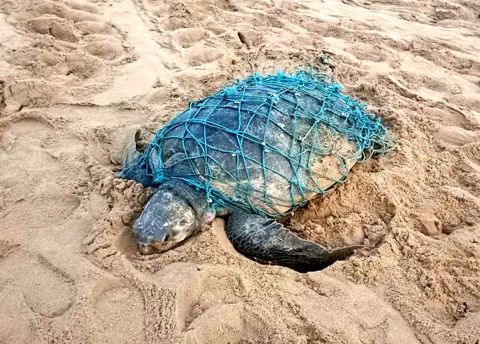 NiharOPSA's tweet image. This 🌅 we at @OdishaSeaTurtle helped an #OliveRidley  trapped in ghost net

Reported to team @dfobhmpr and with their assistance, We removed the nets successfully and help the ridley to go back into the ocean with a new life.💙

#Rushikulya #MassNesting #Odisha